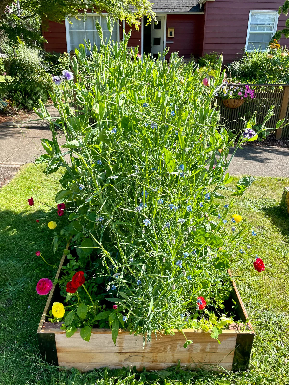 sweet peas growing on trellis in raised bed in front of our house