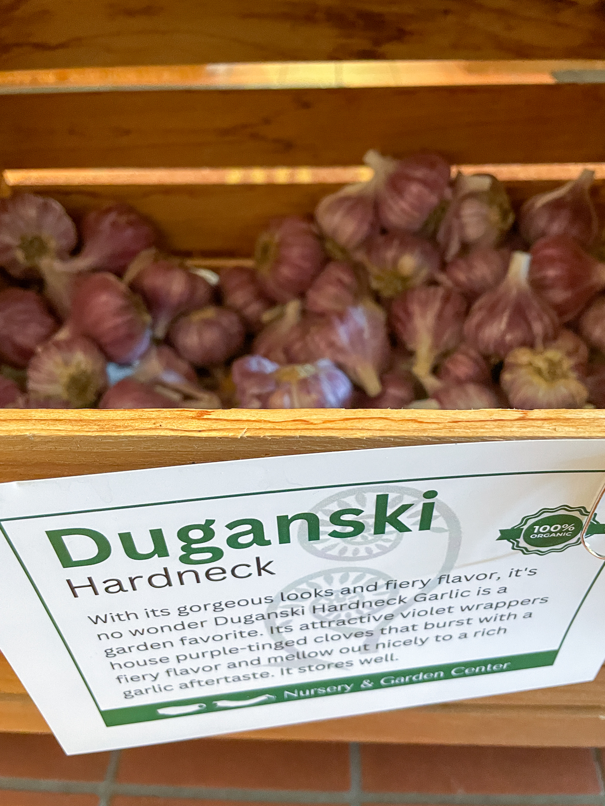 Duganski hardneck garlic