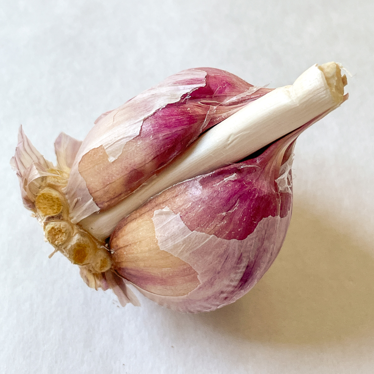 Duganski hardneck garlic bulb with central stalk