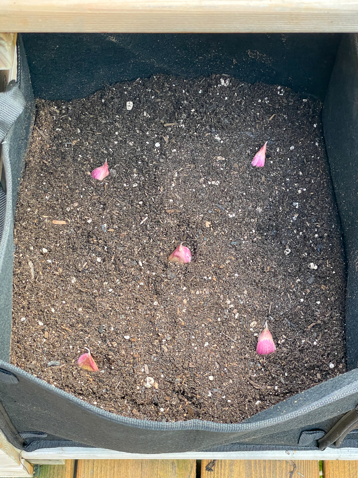 planted cloves of garlic in grow bag