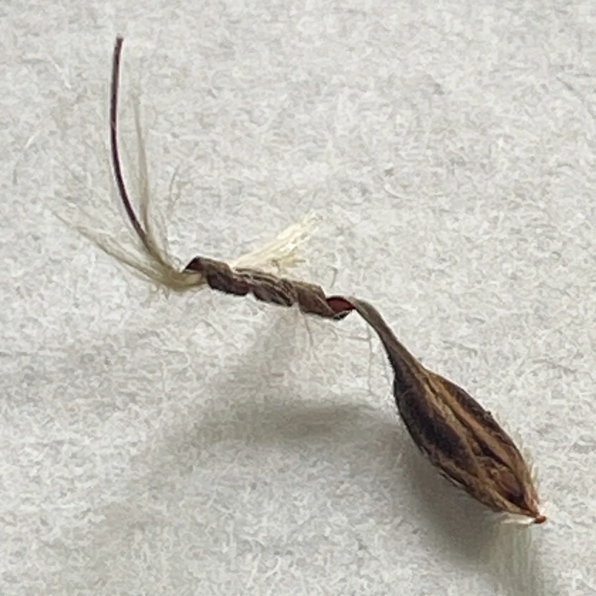 geranium seed with coiled spring end