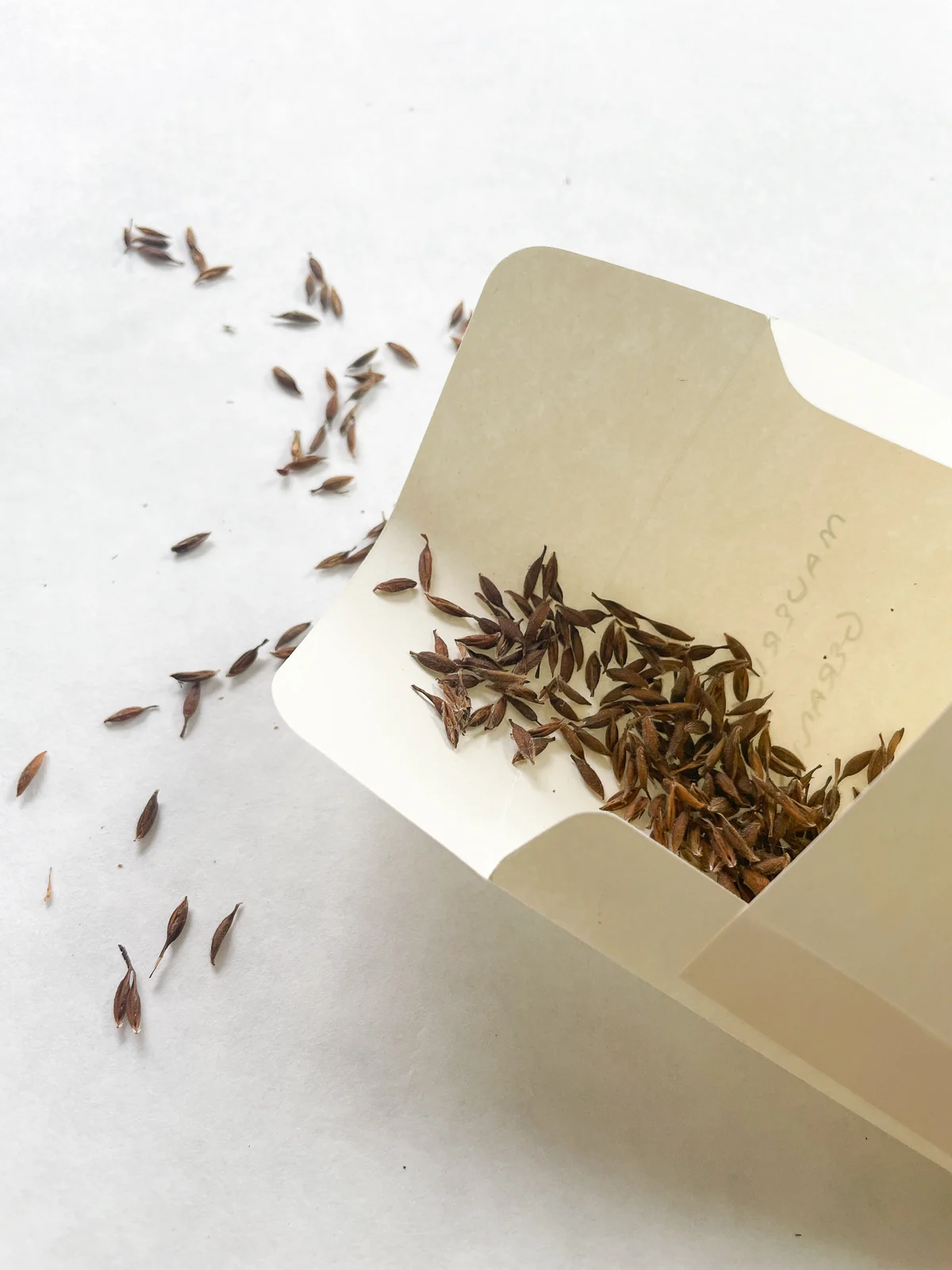 scooping collected geranium seeds into an envelope