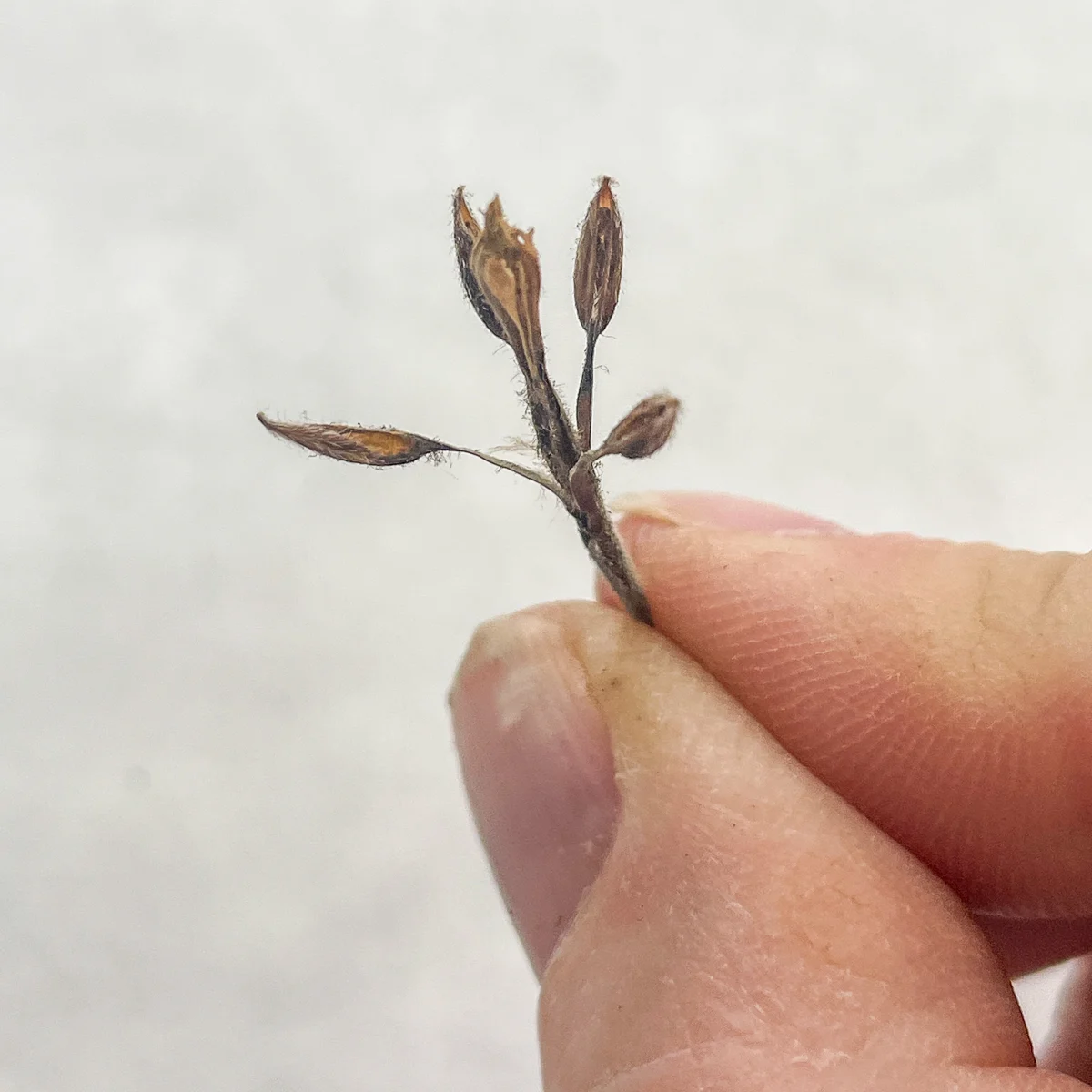 geranium seeds pulled from pod