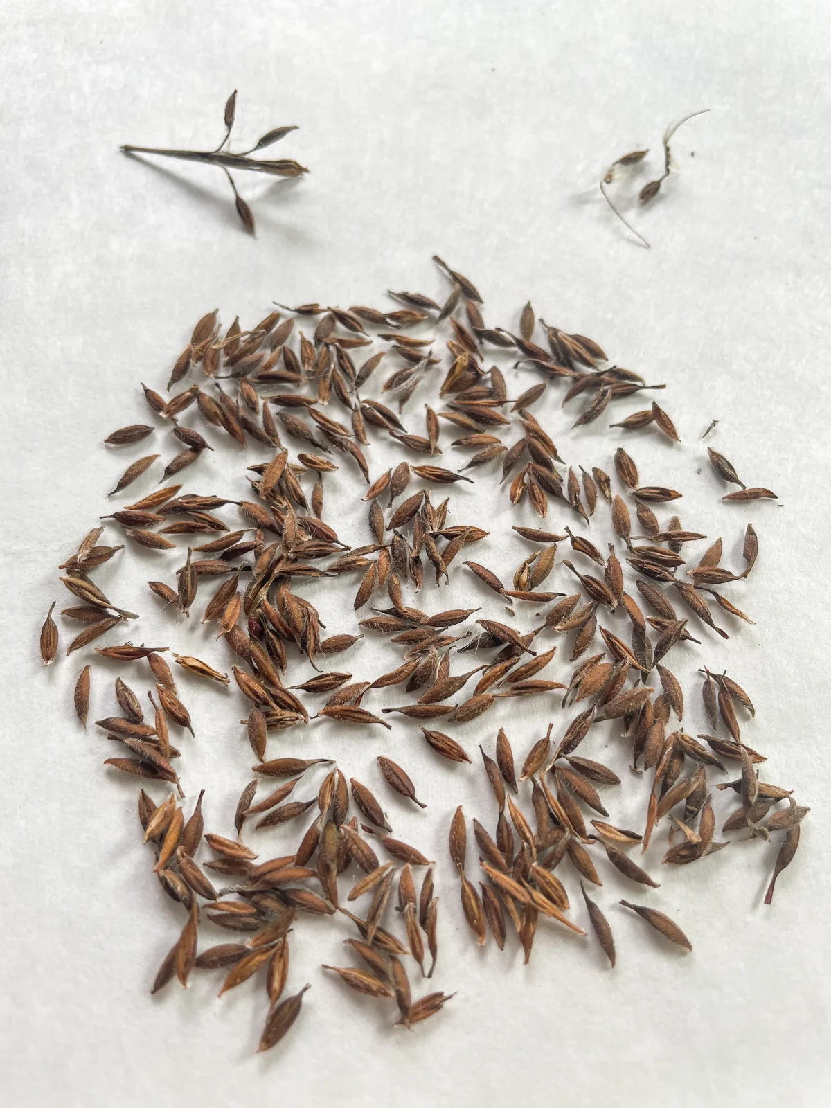 geranium seeds separated from tassels