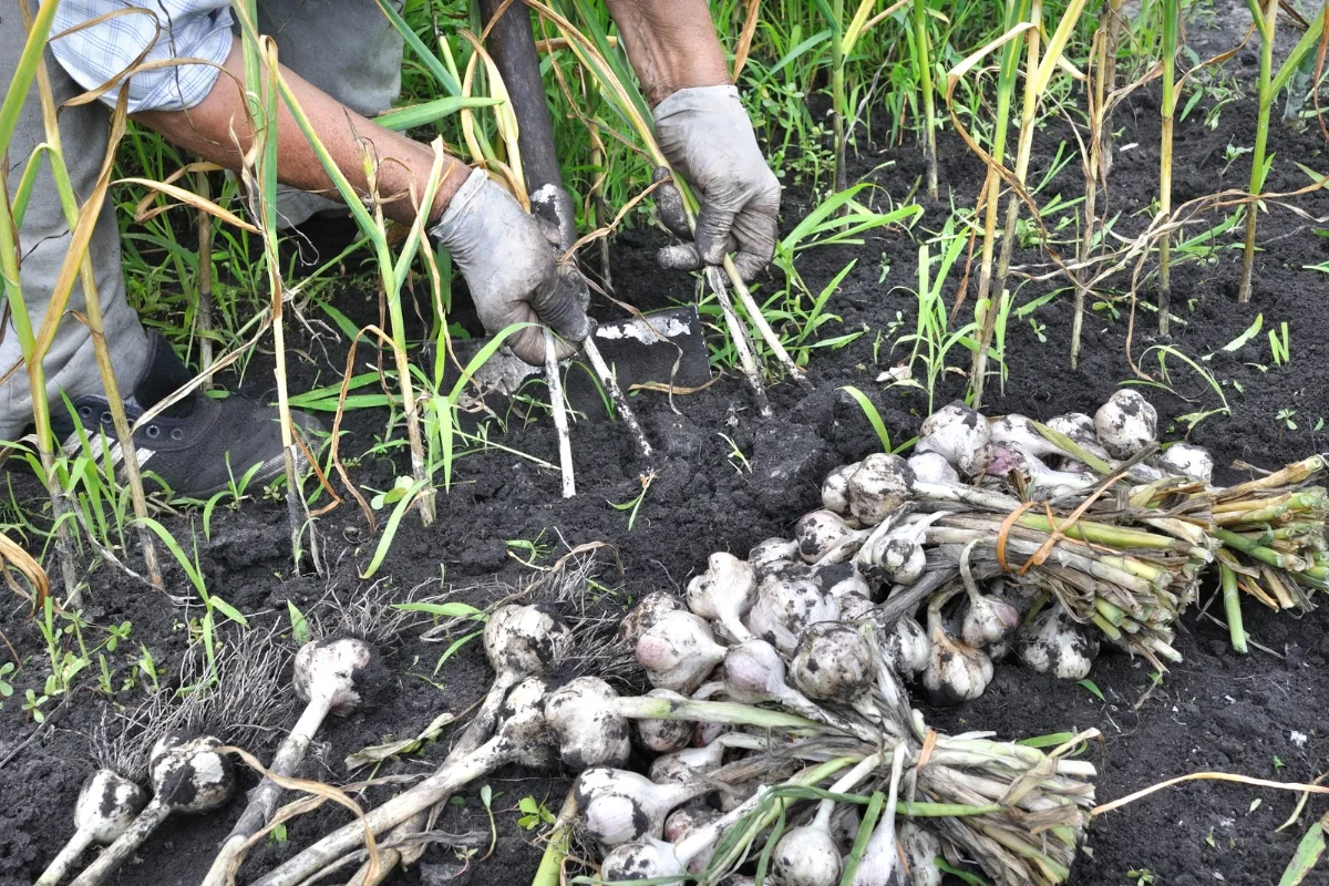 harvesting garlic