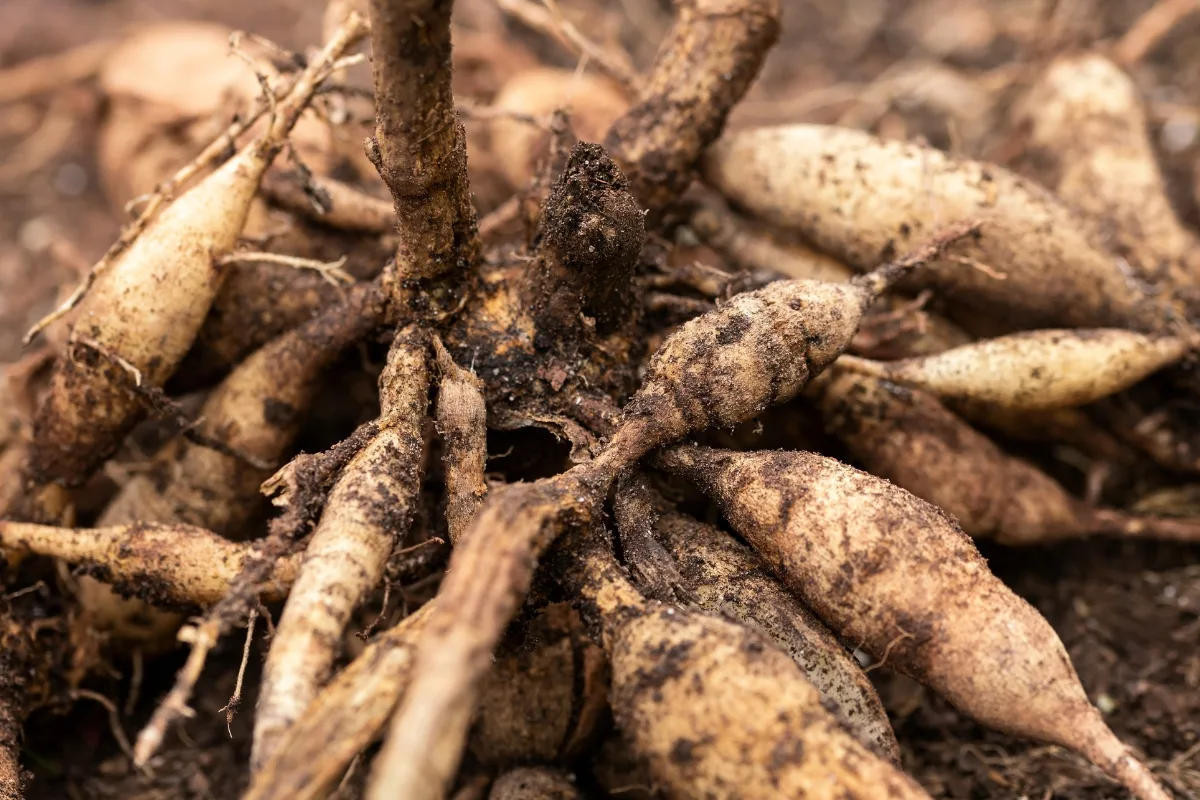 healthy clump of dahlia tubers