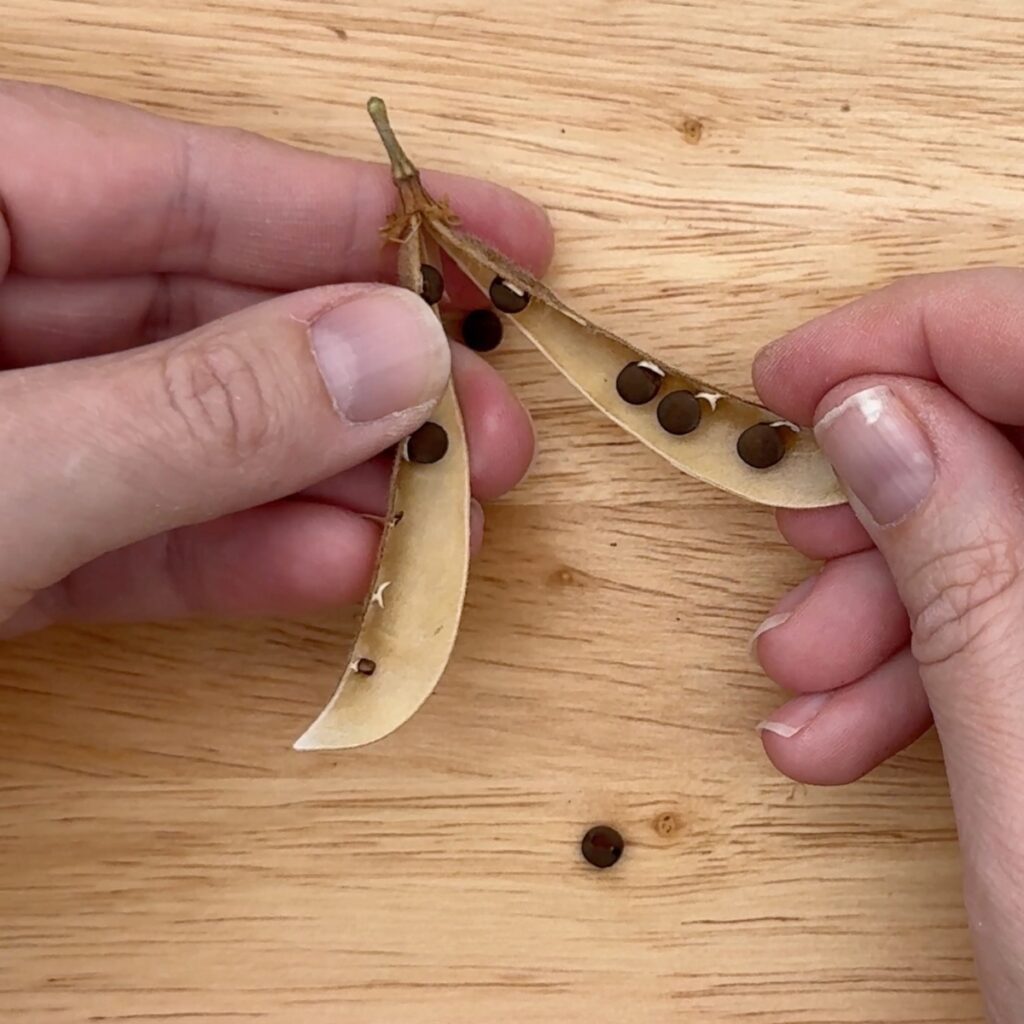 how-to-pinch-sweet-pea-seedlings-for-more-blooms-growhappierplants