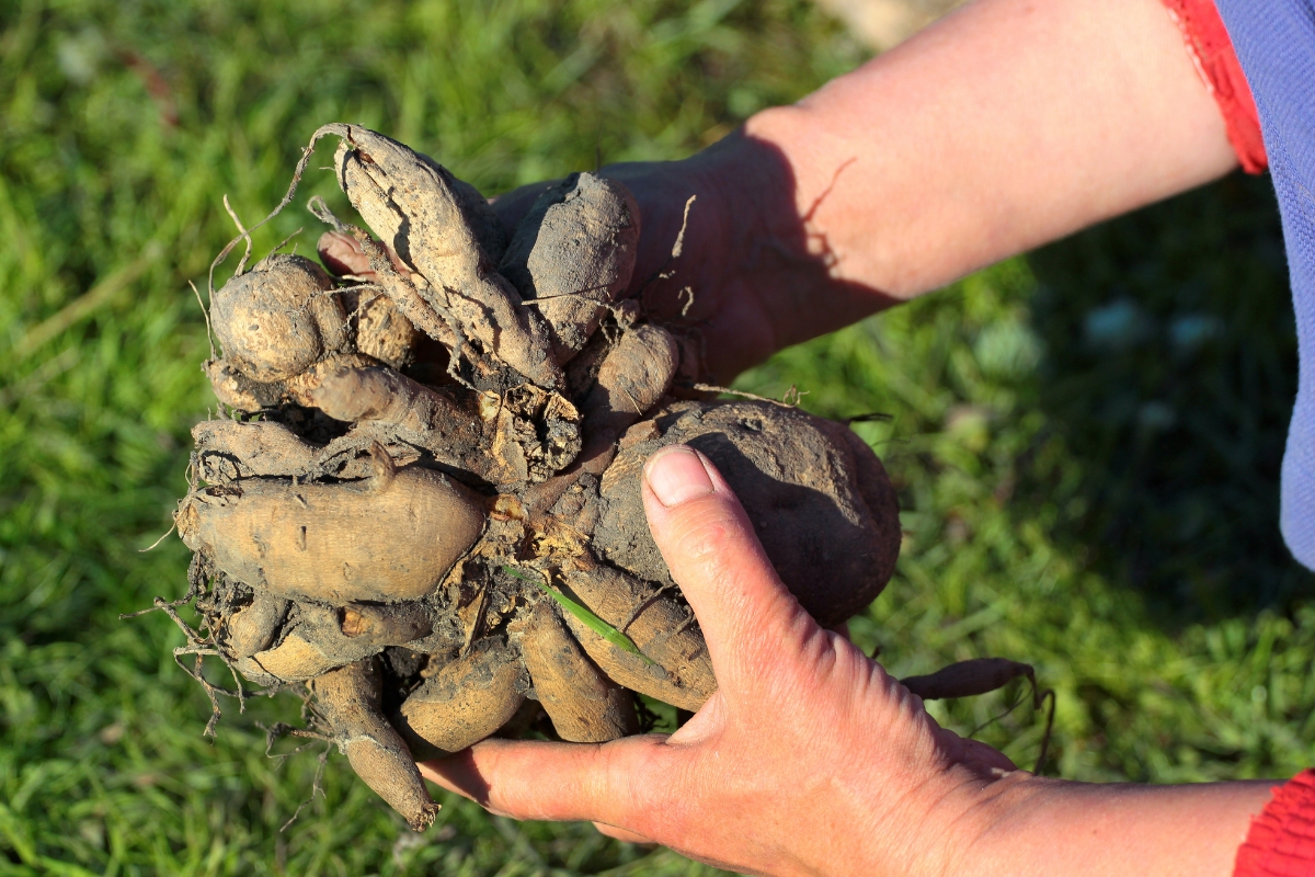 inspecting a clump of dahlia tubers that was just dug up
