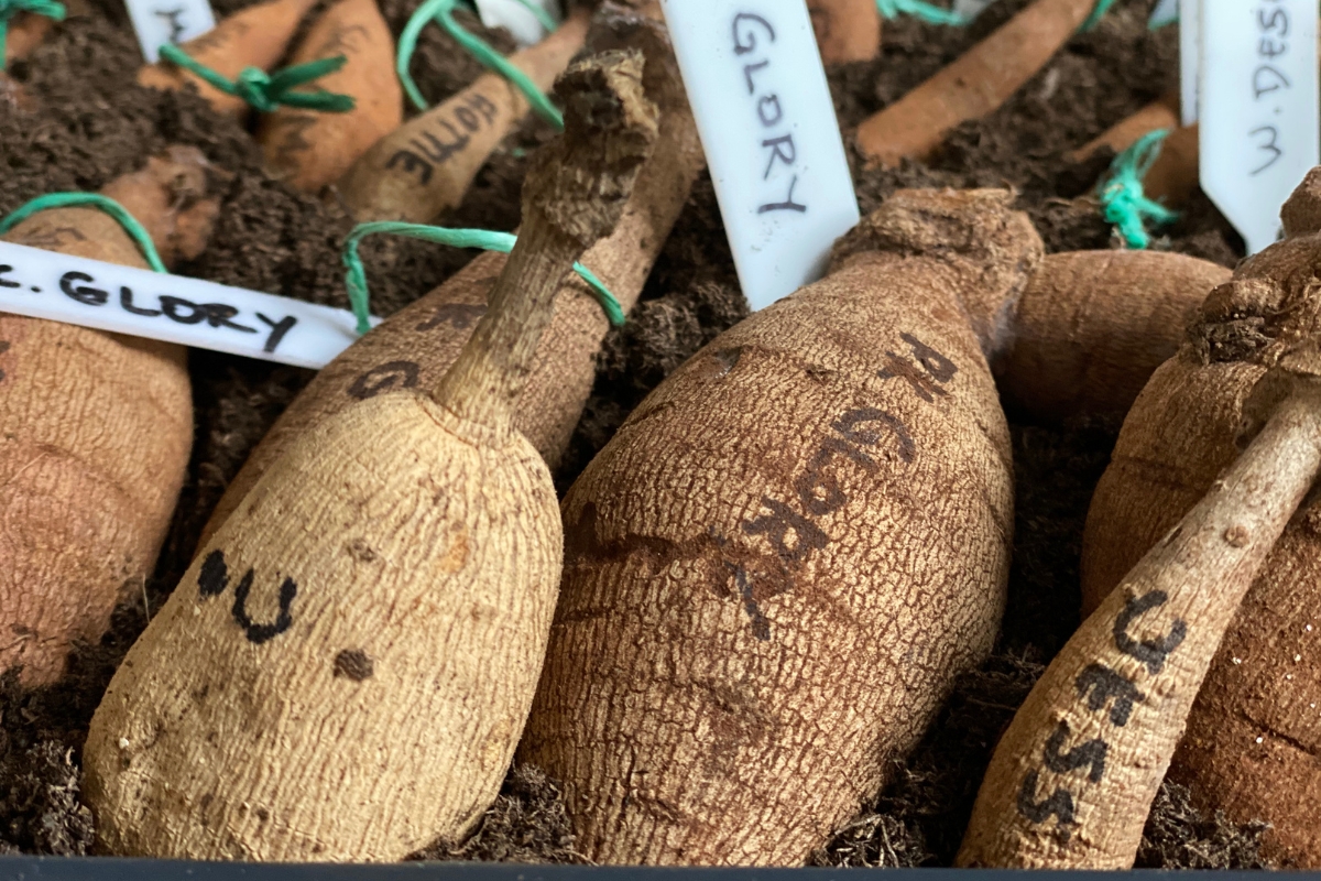labeled dahlia tubers in storage