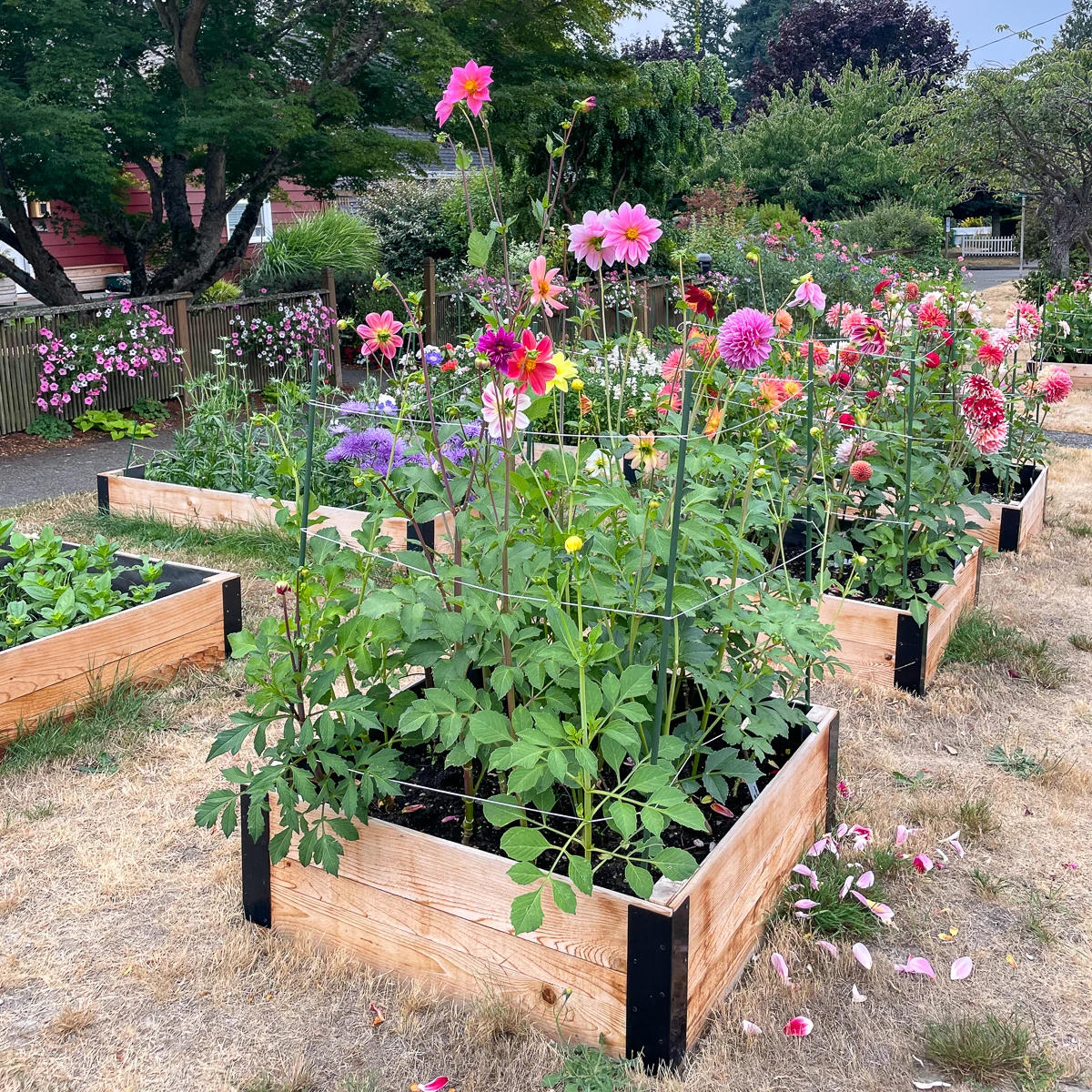 my raised beds with dahlias