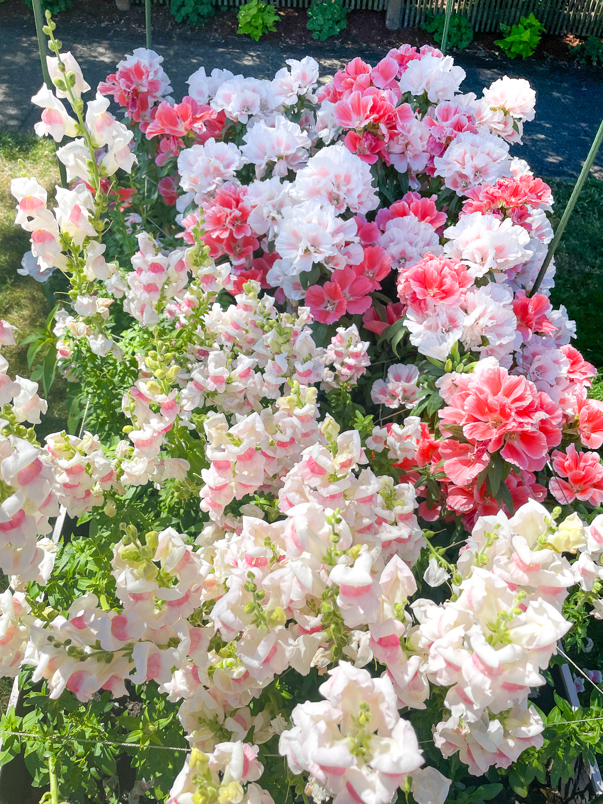 snapdragons and clarkia growing in a raised bed