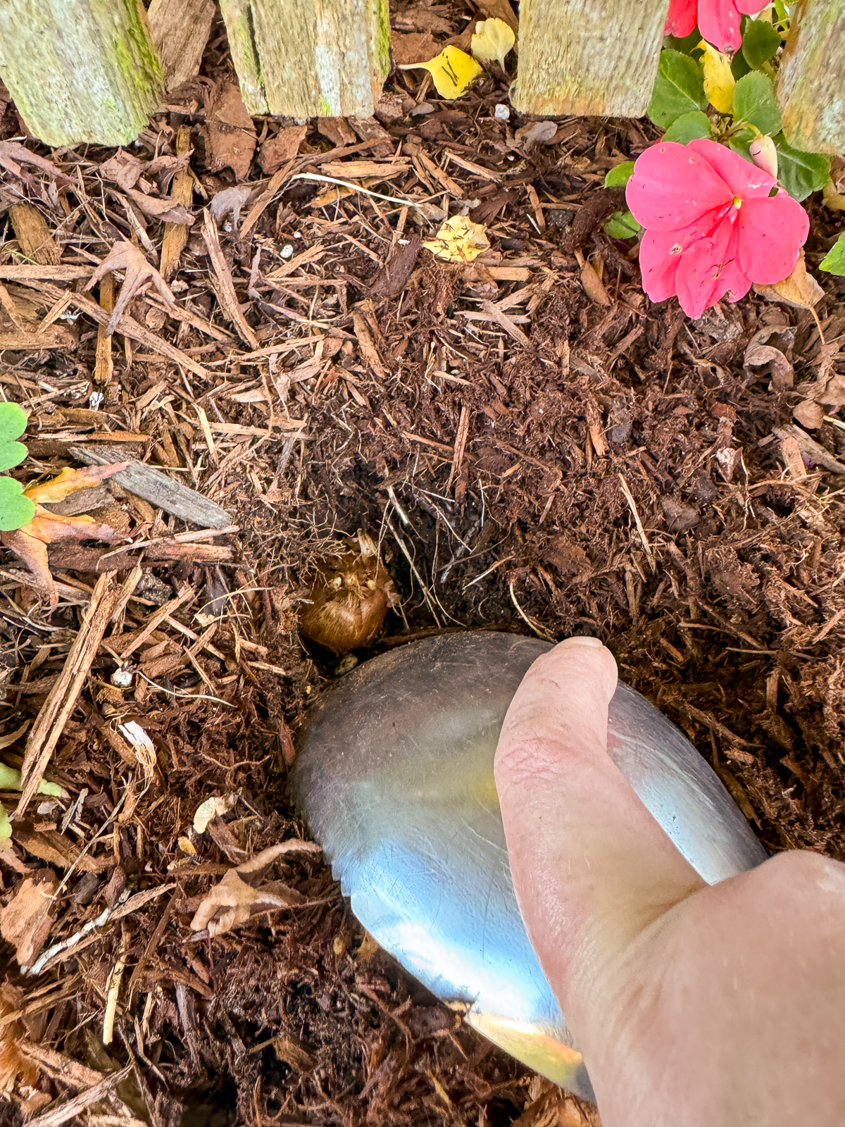 planting a crocus bulb in a hole 3 inches deep