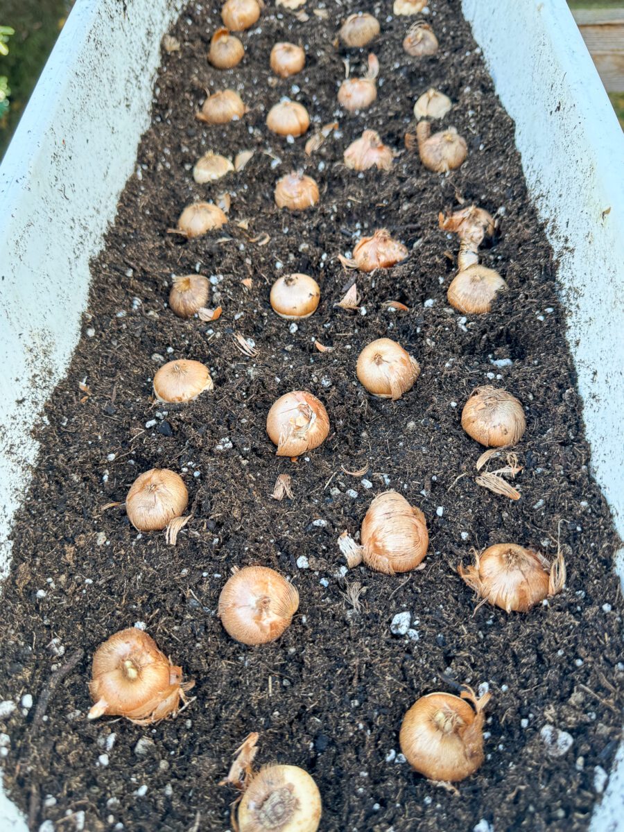 How to Plant Crocus Bulbs in Fall for Spring Blooms - growhappierplants.com