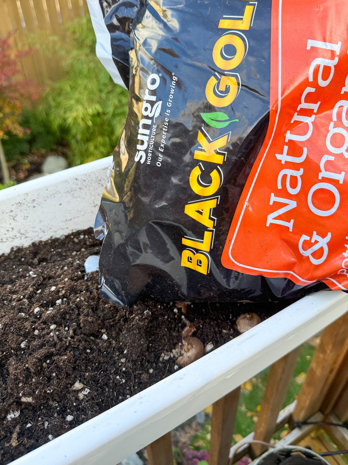 covering crocus bulbs in pot with soil