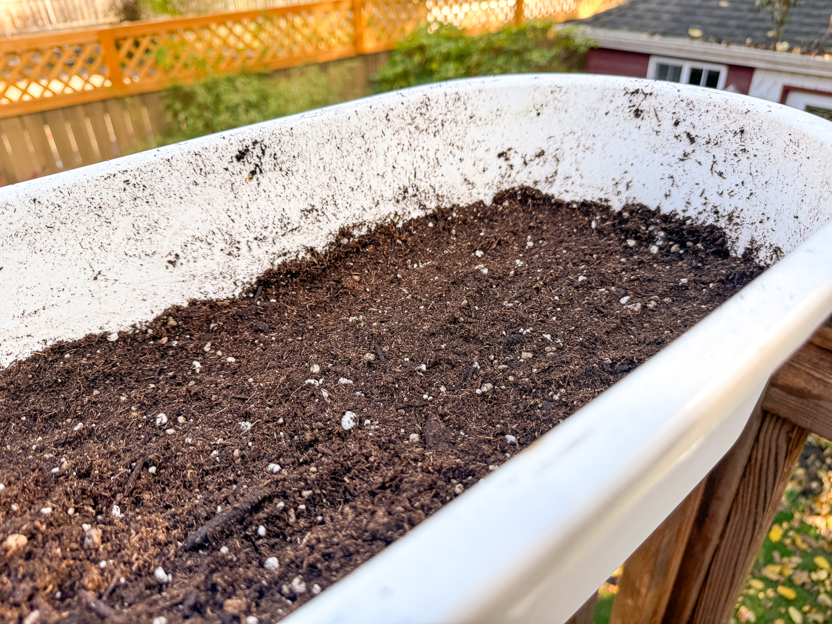 soil level in pot before planting crocus bulbs
