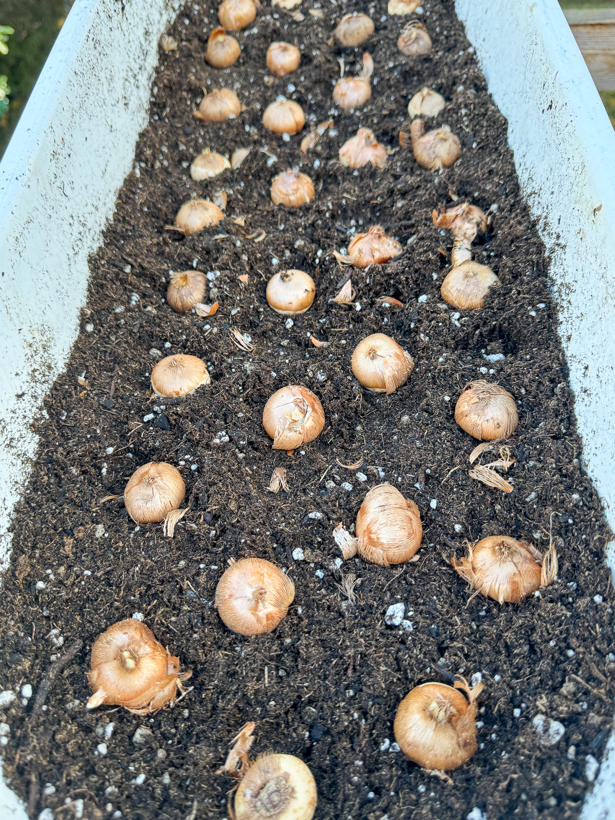 planting crocus bulbs in a pot with about an inch of space between each one