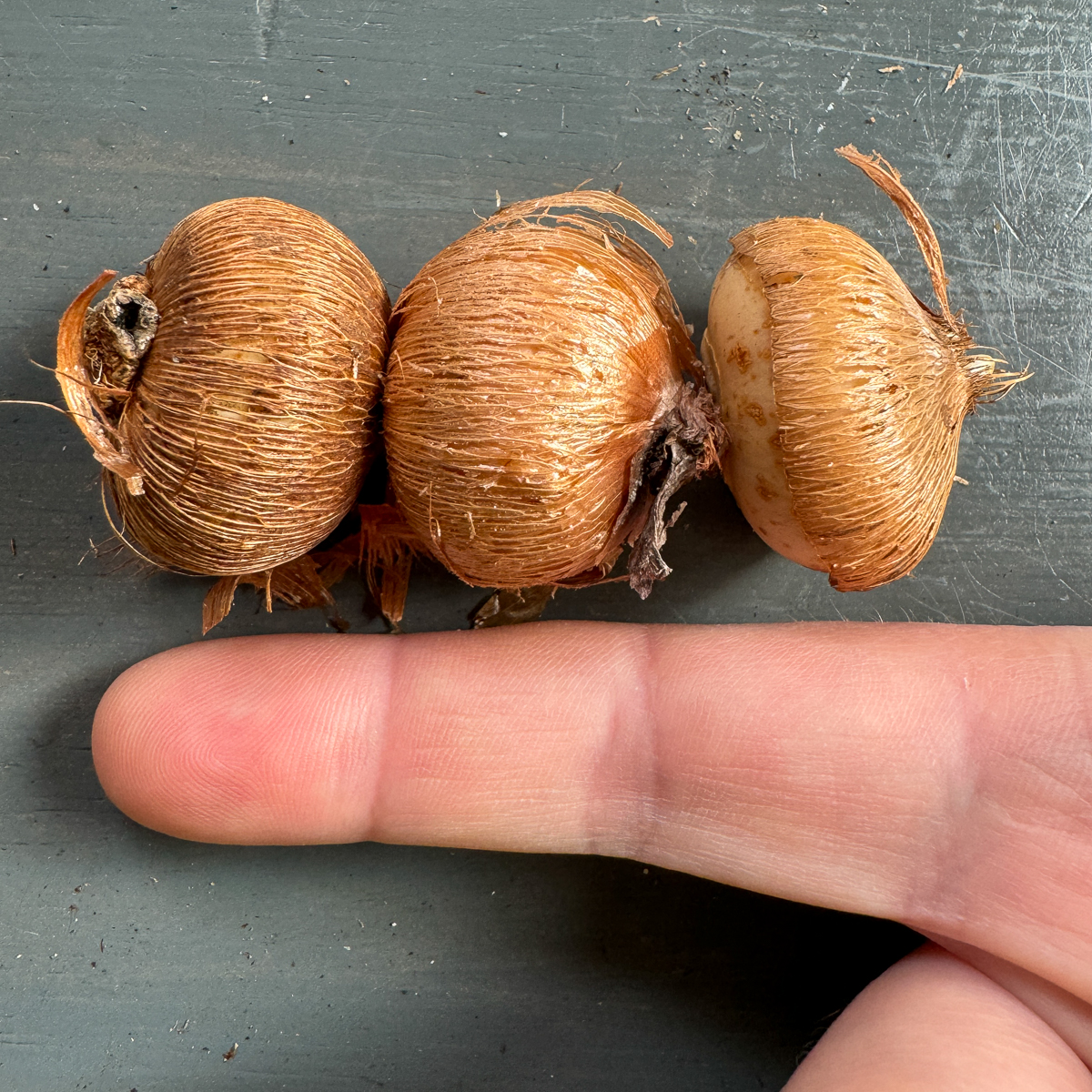 measuring the depth of three crocus bulbs stacked together against my finger