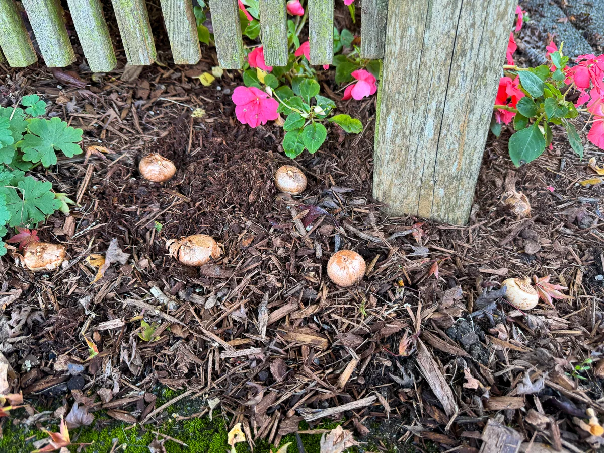 spacing for crocus bulbs along fence