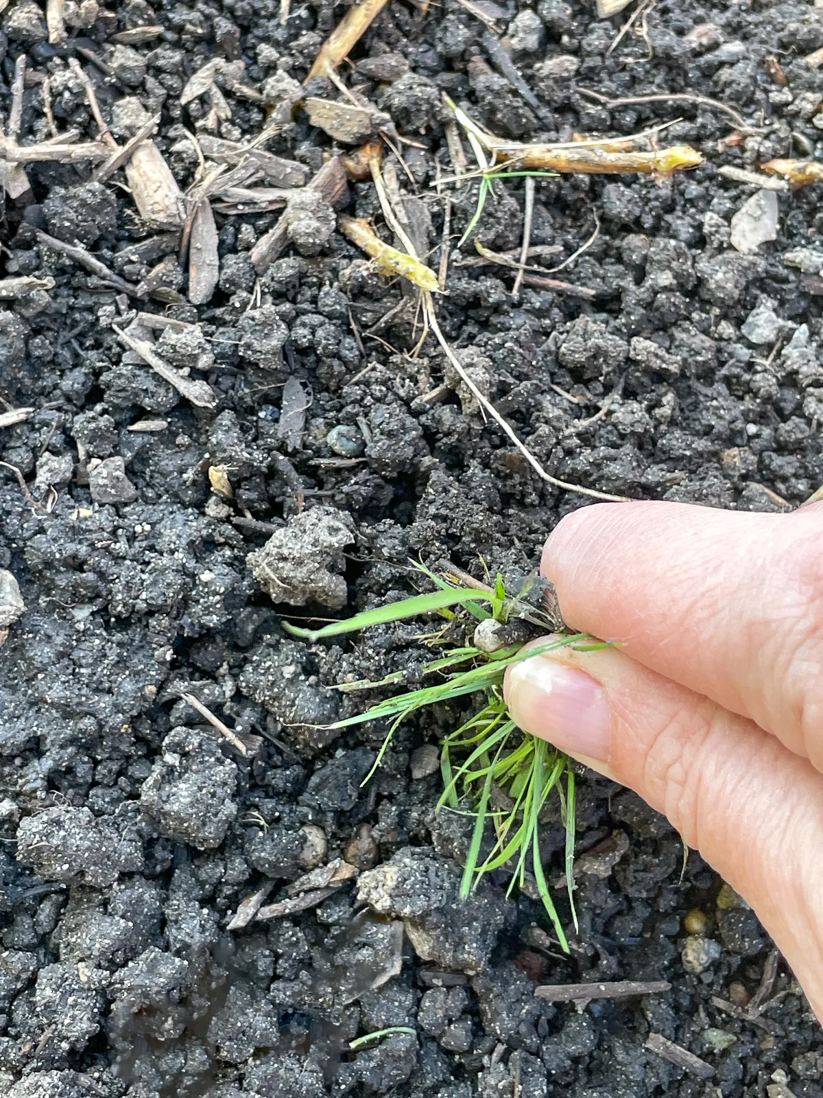 weeding a raised bed after crops have been removed