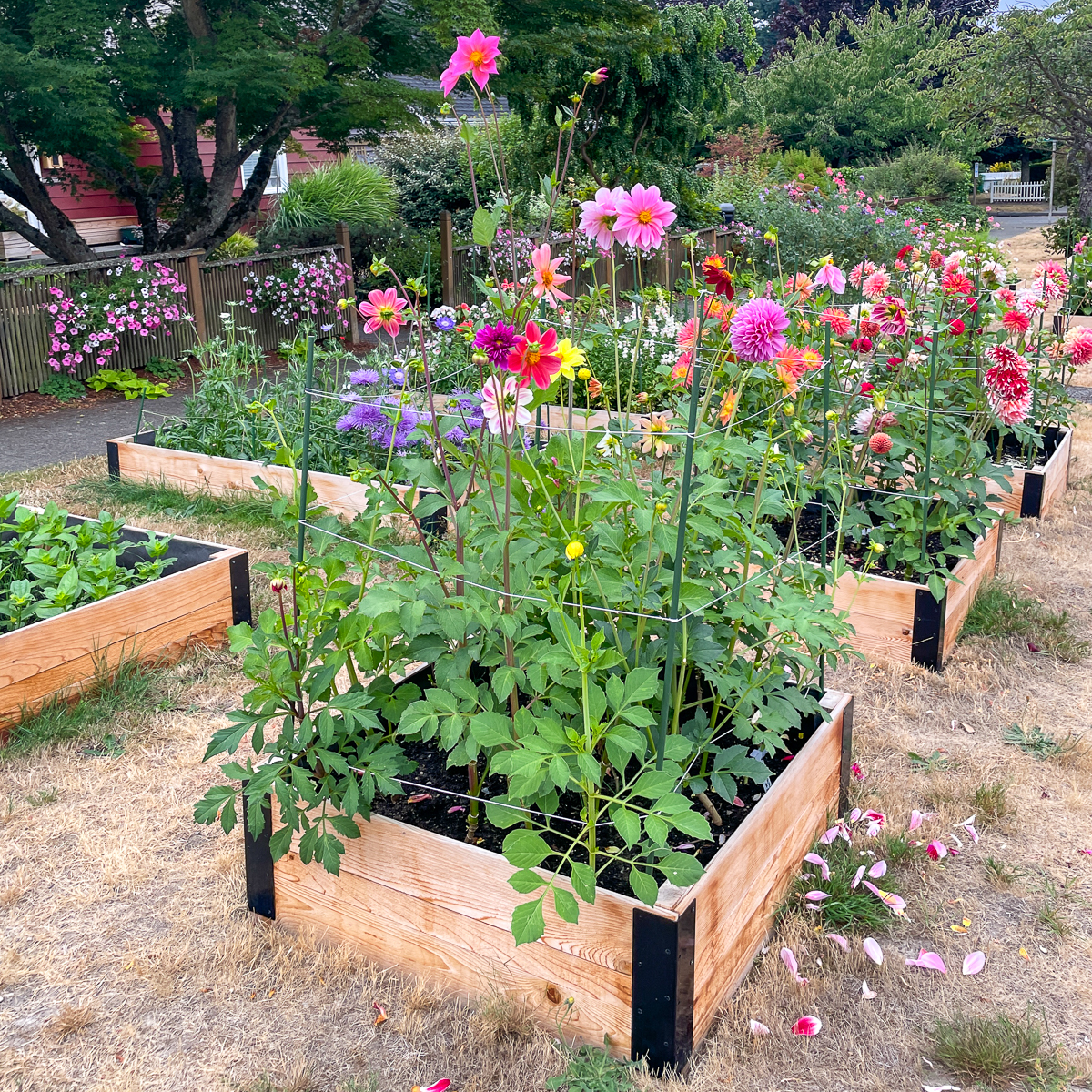 raised garden beds with flowers blooming