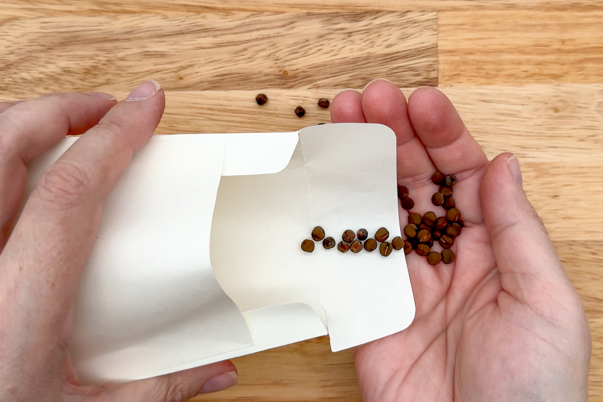 placing collected sweet pea seeds in an envelope for storage