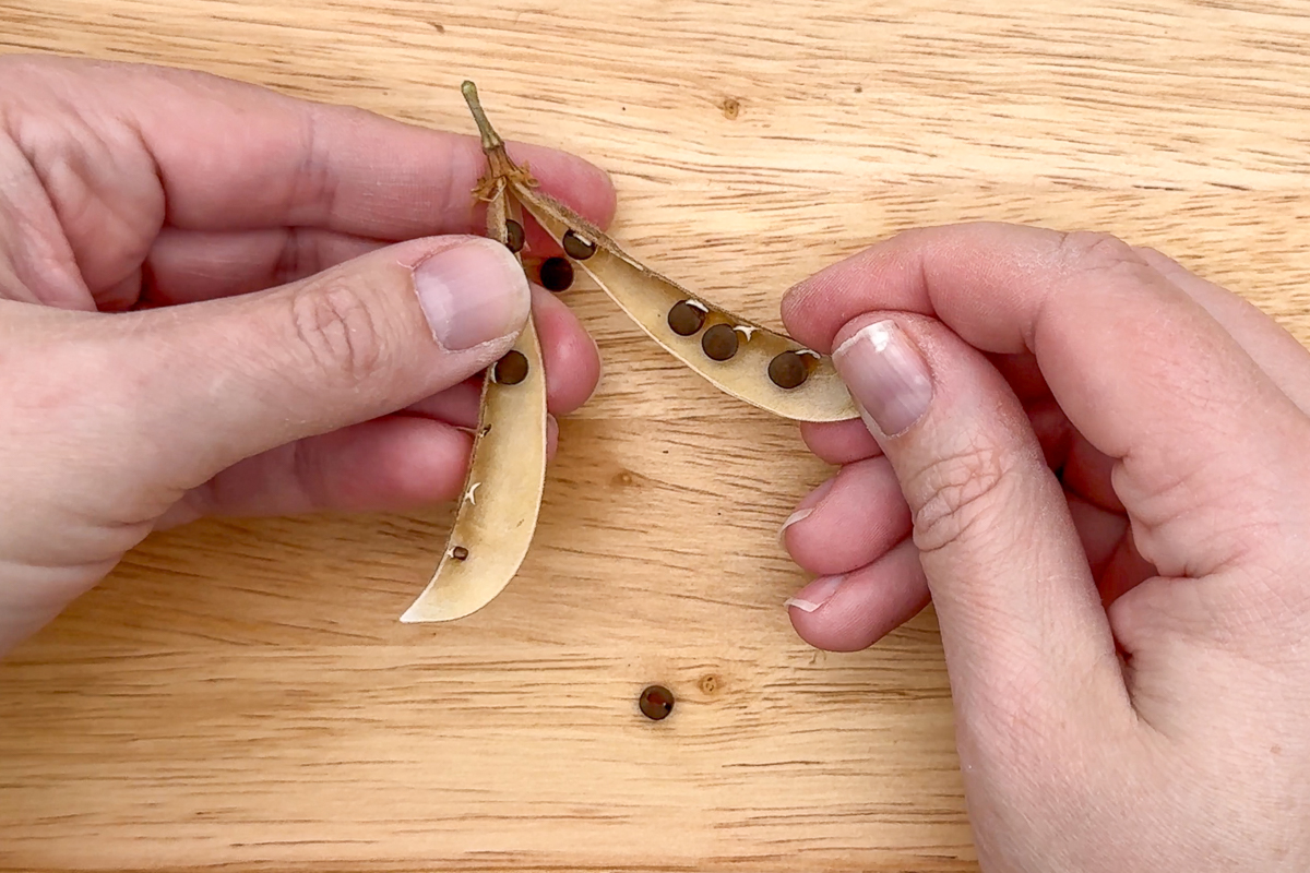 separated halves of a sweet pea seed pod with ripe seeds inside