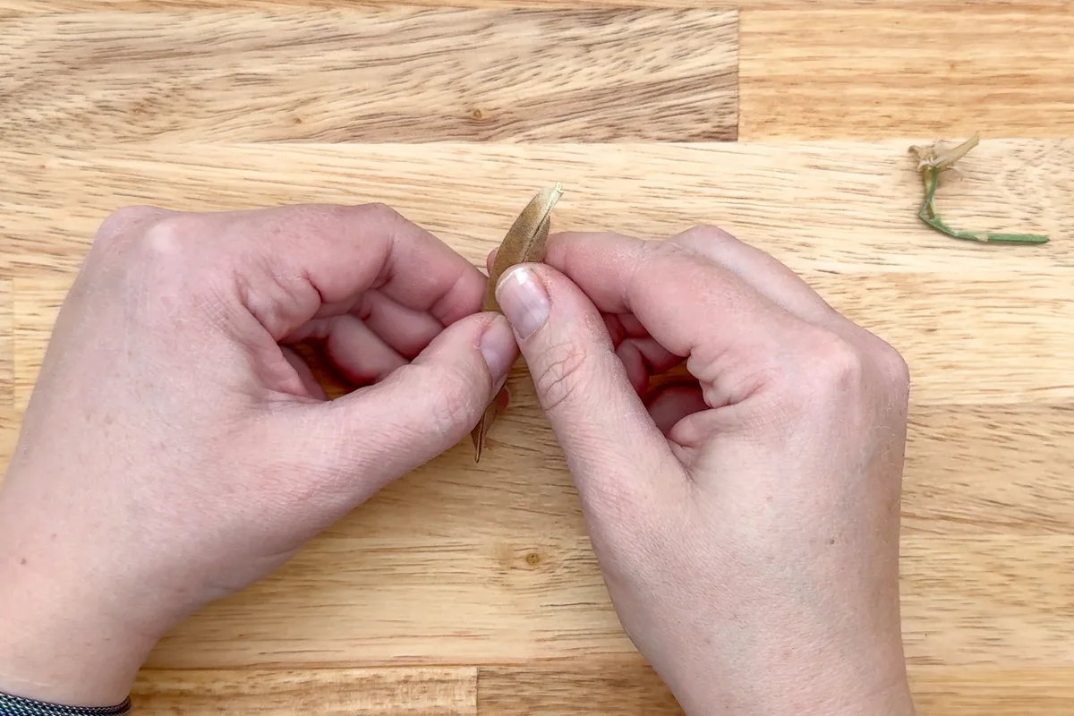 pressing on the seam of a dried sweet pea pod