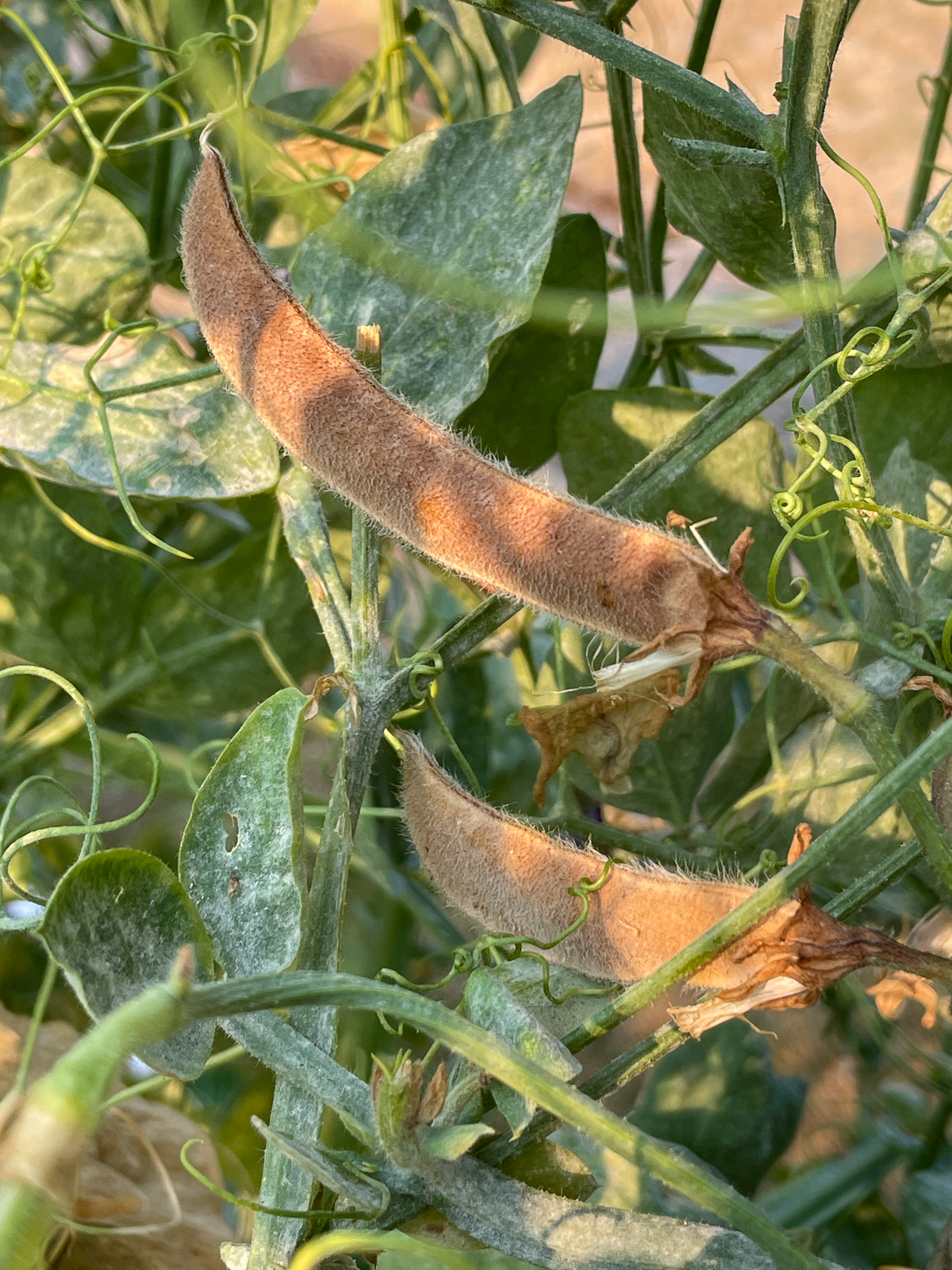 brown sweet pea seed pod ready for harvesting seeds