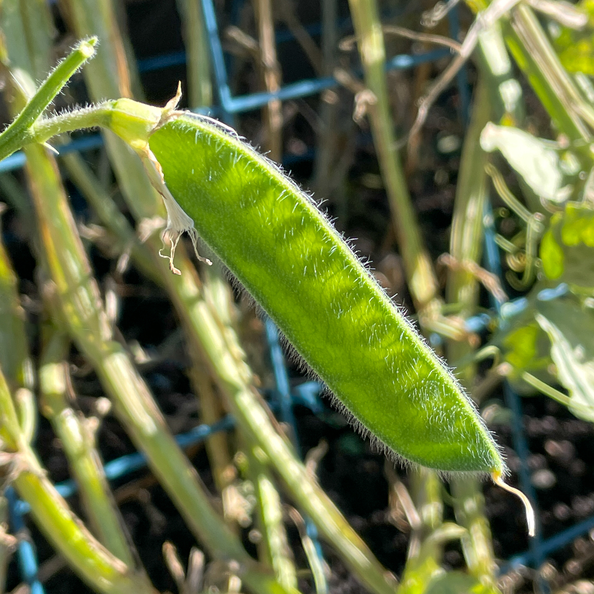 immature sweet pea seed pod