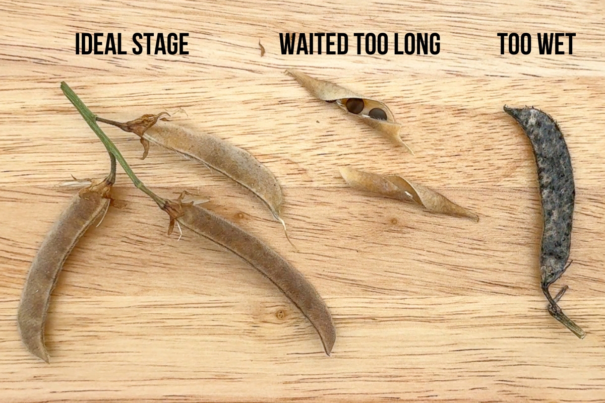 three stages of sweet pea seed pods