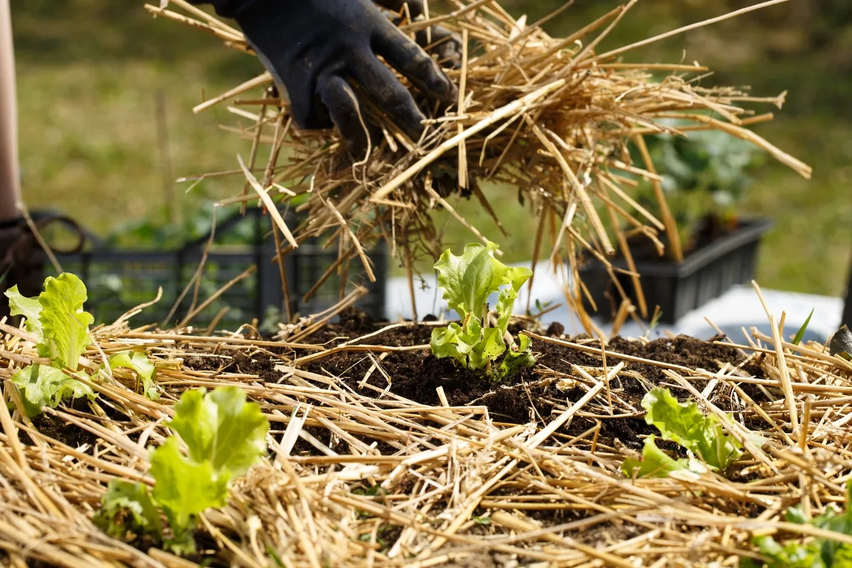 spreading straw mulch on raised beds