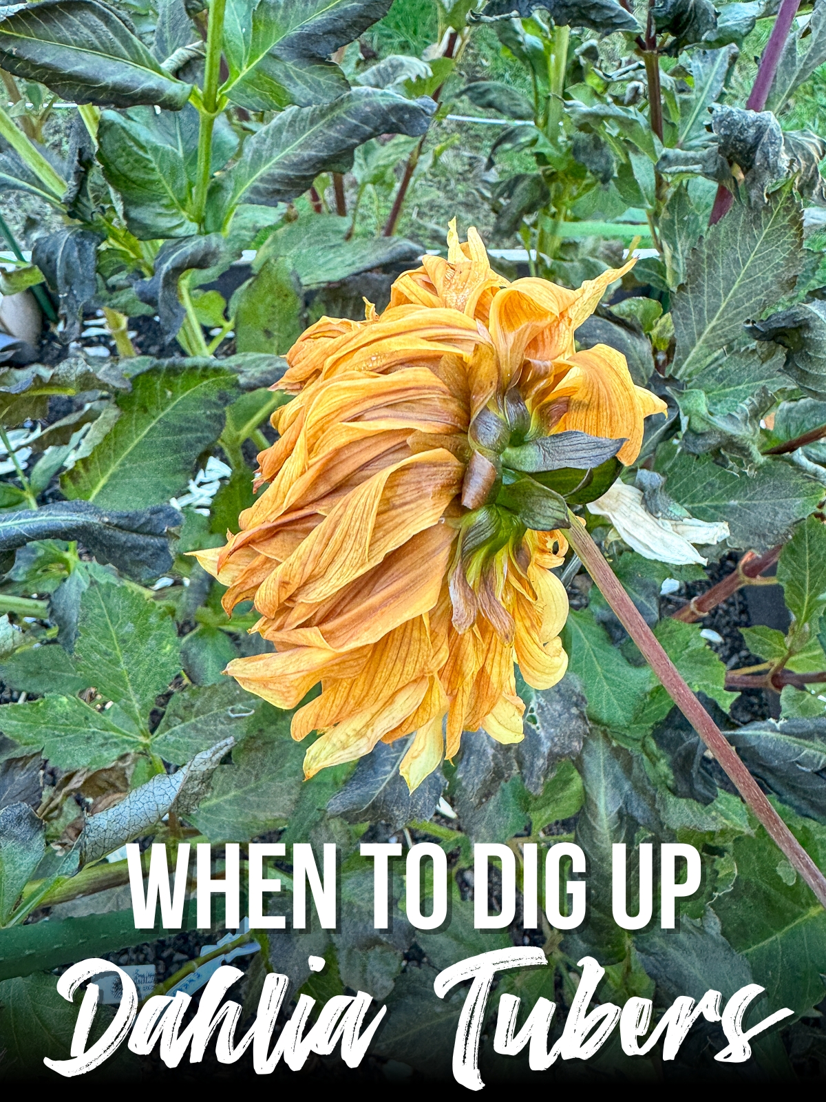 when to dig up dahlia tubers