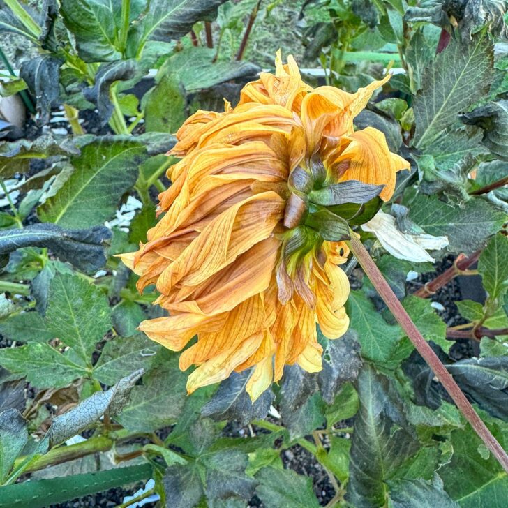 dahlia flower after frost