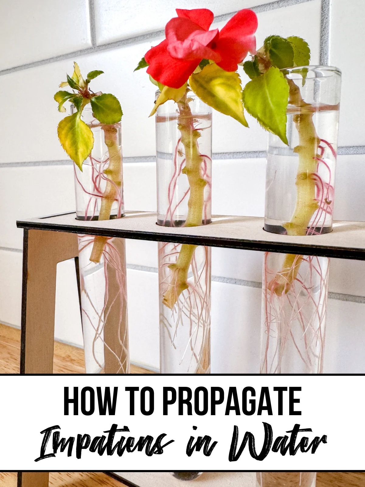 how to propagate impatiens cuttings in water