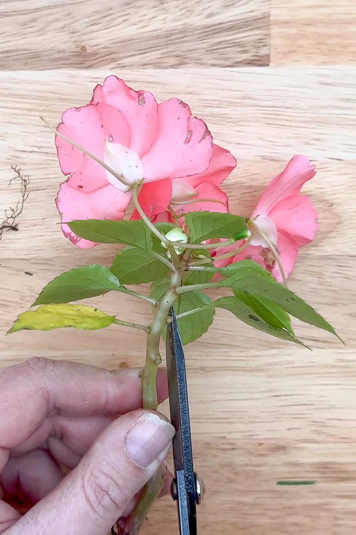preparing an impatiens cutting by removing the lower leaves with scissors