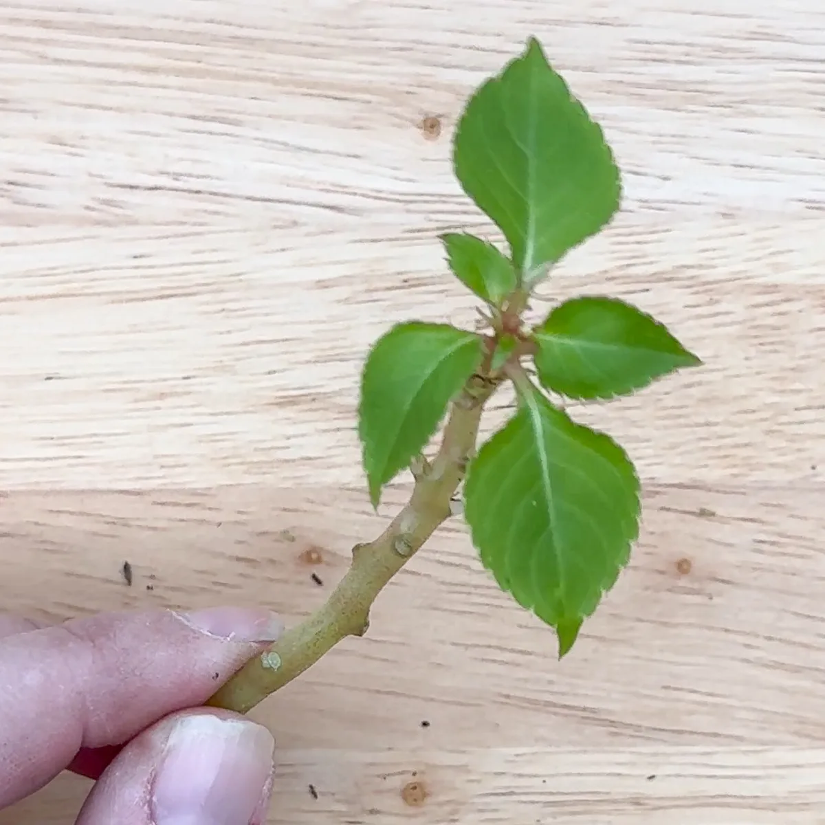 impatiens cutting ready to go in soil or water