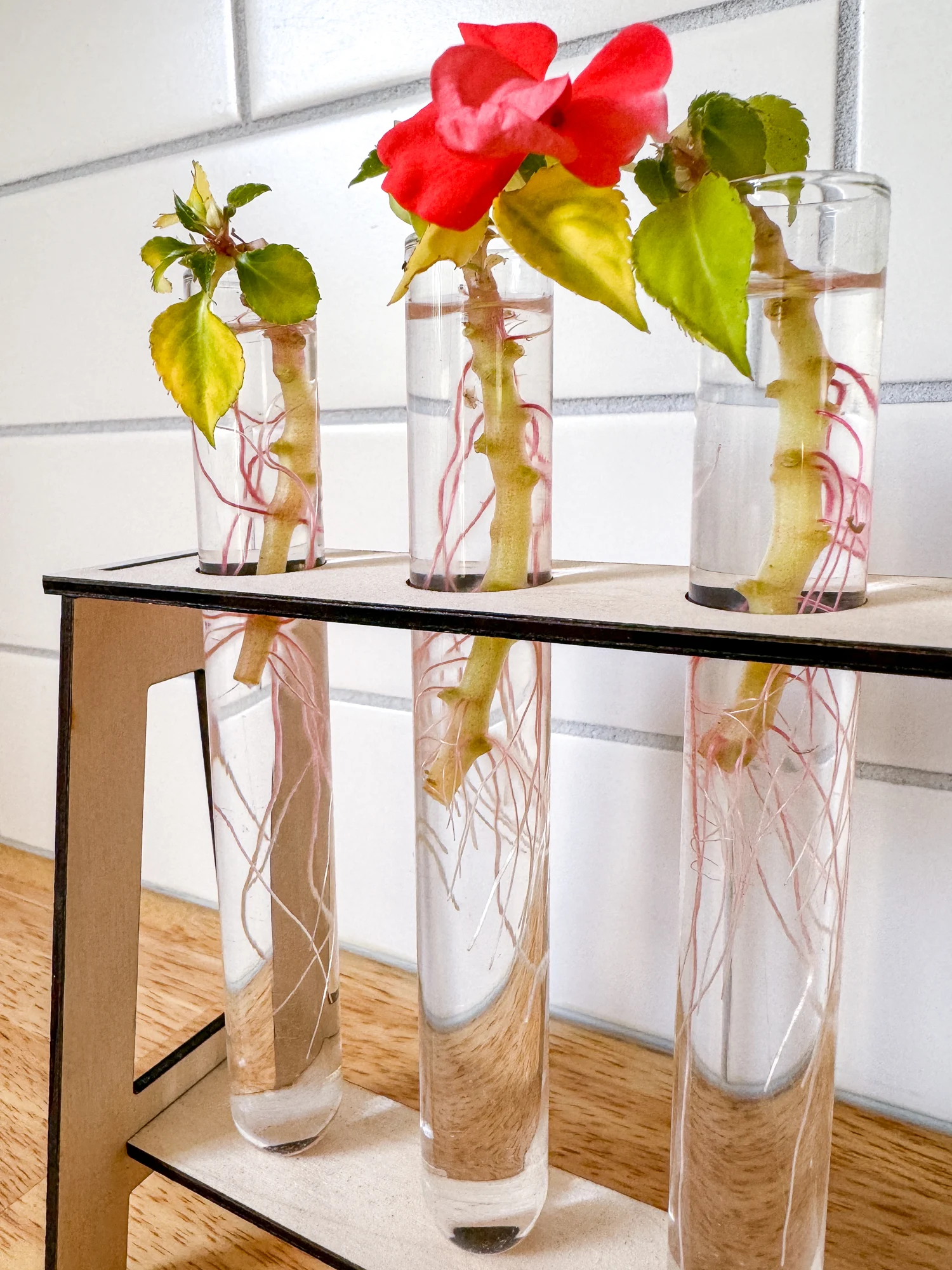 impatiens cuttings in water with flower blooming