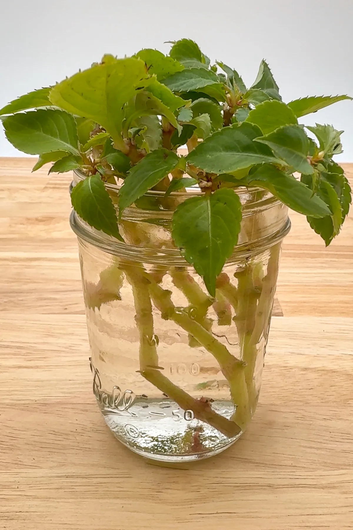 propagating impatiens in water