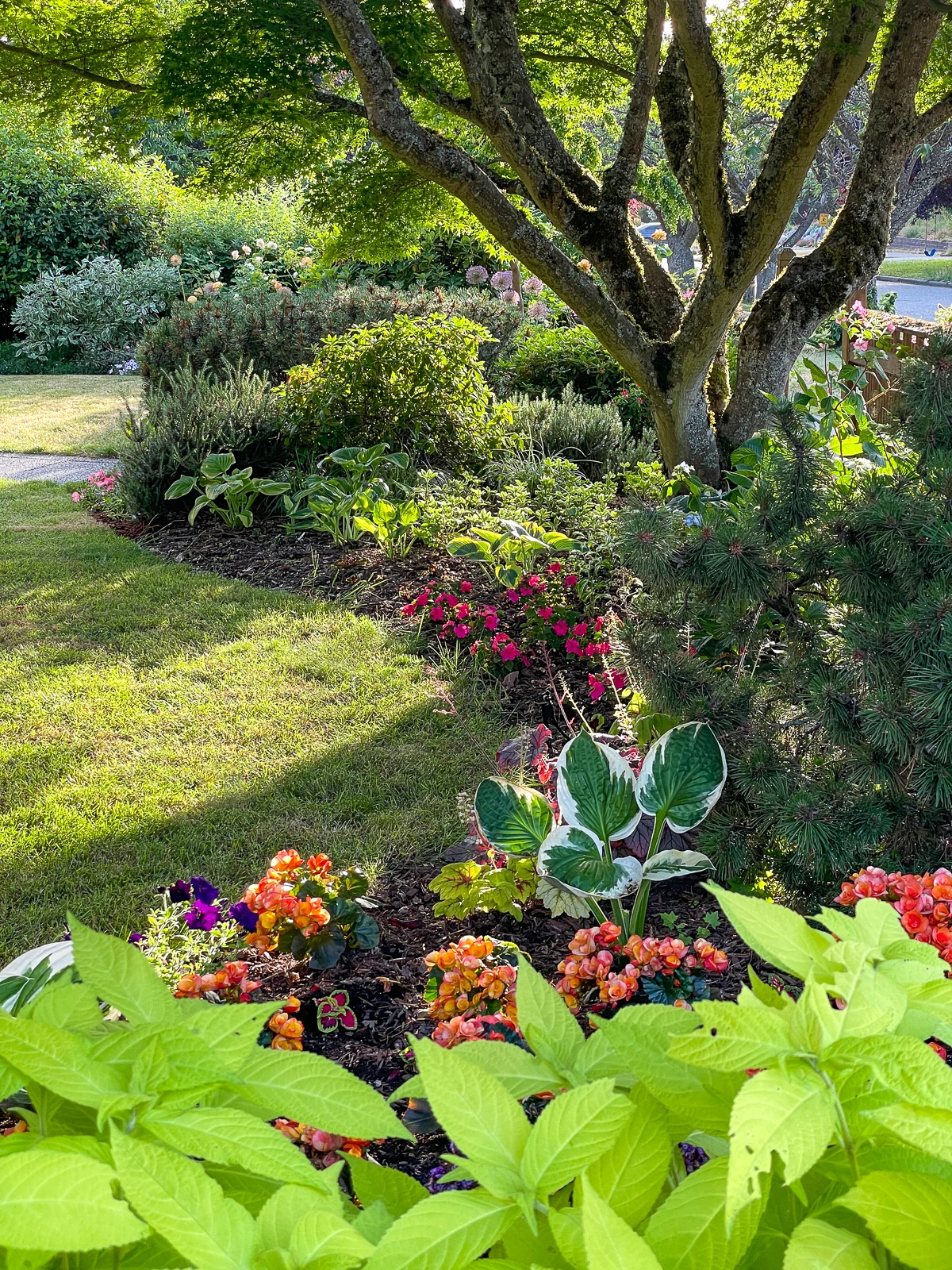 impatiens, begonias and hostas growing in the shade of Japanese maple tree