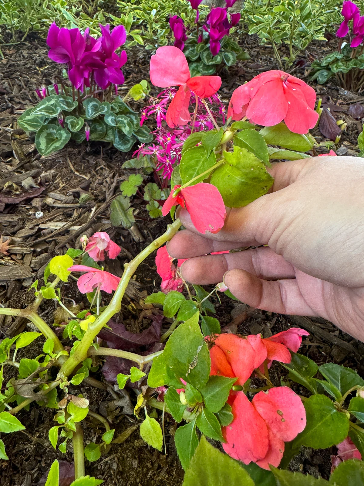 coral impatiens plant with long stems