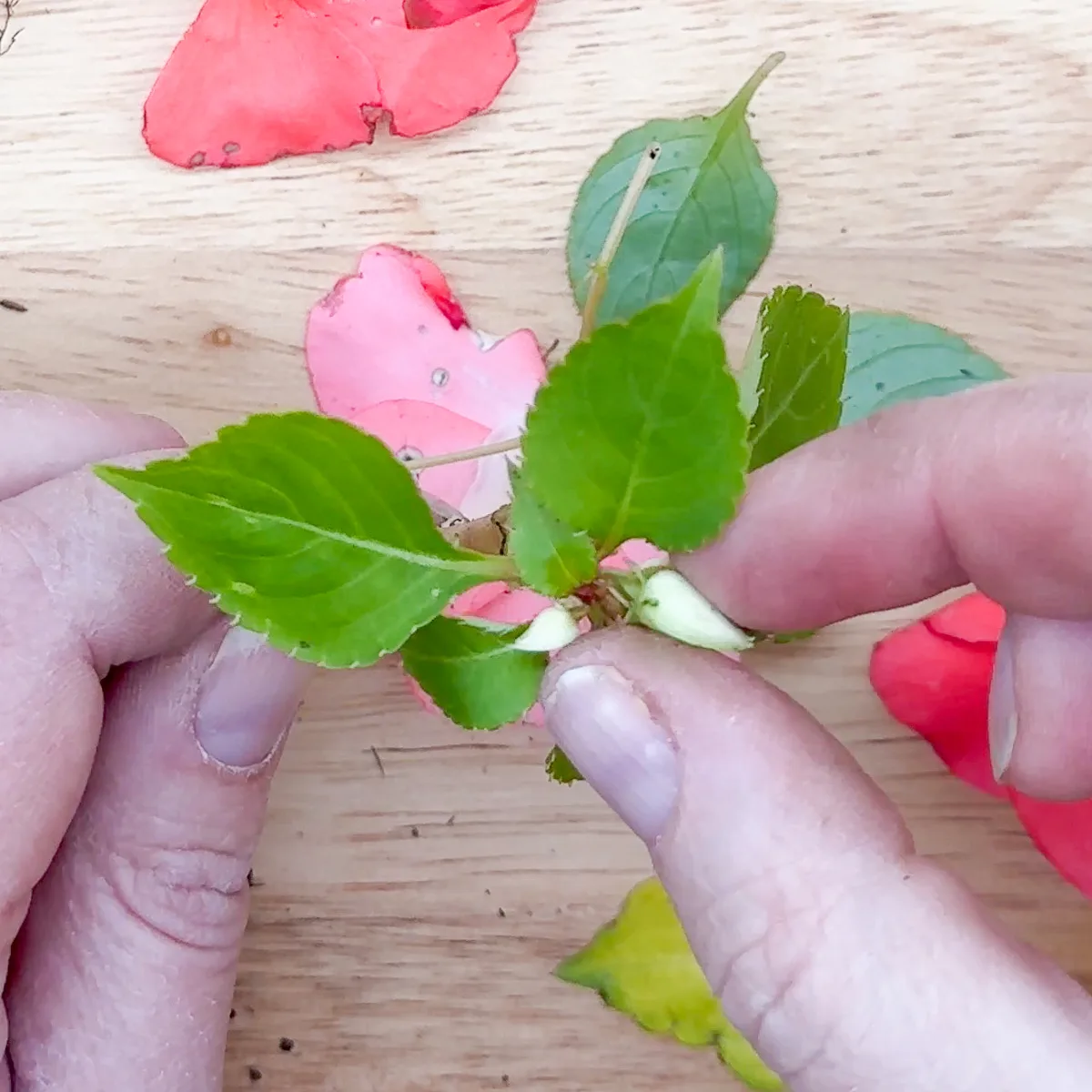 pinching off flower buds from impatiens cutting