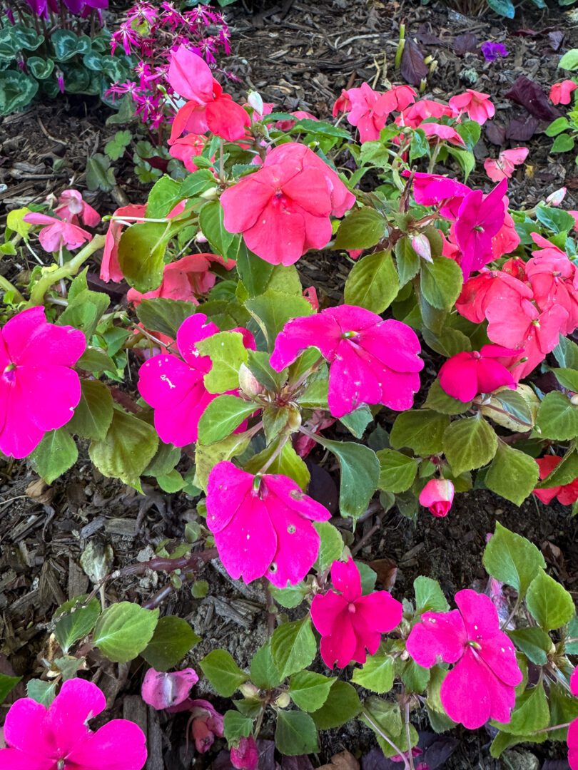 How to Propagate Impatiens from Cuttings