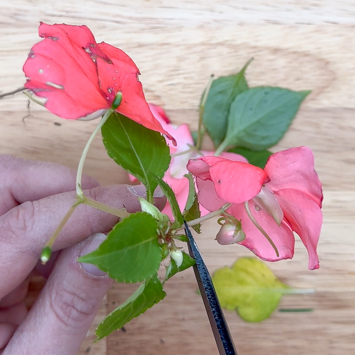 trimming flowers off impatiens cutting for propagation