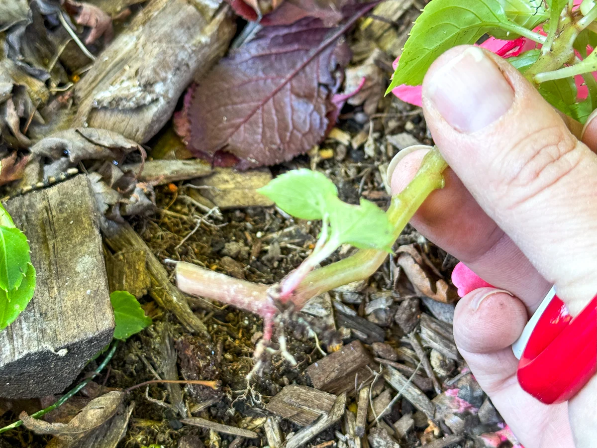 impatiens stem with roots coming out of node where it touched the ground