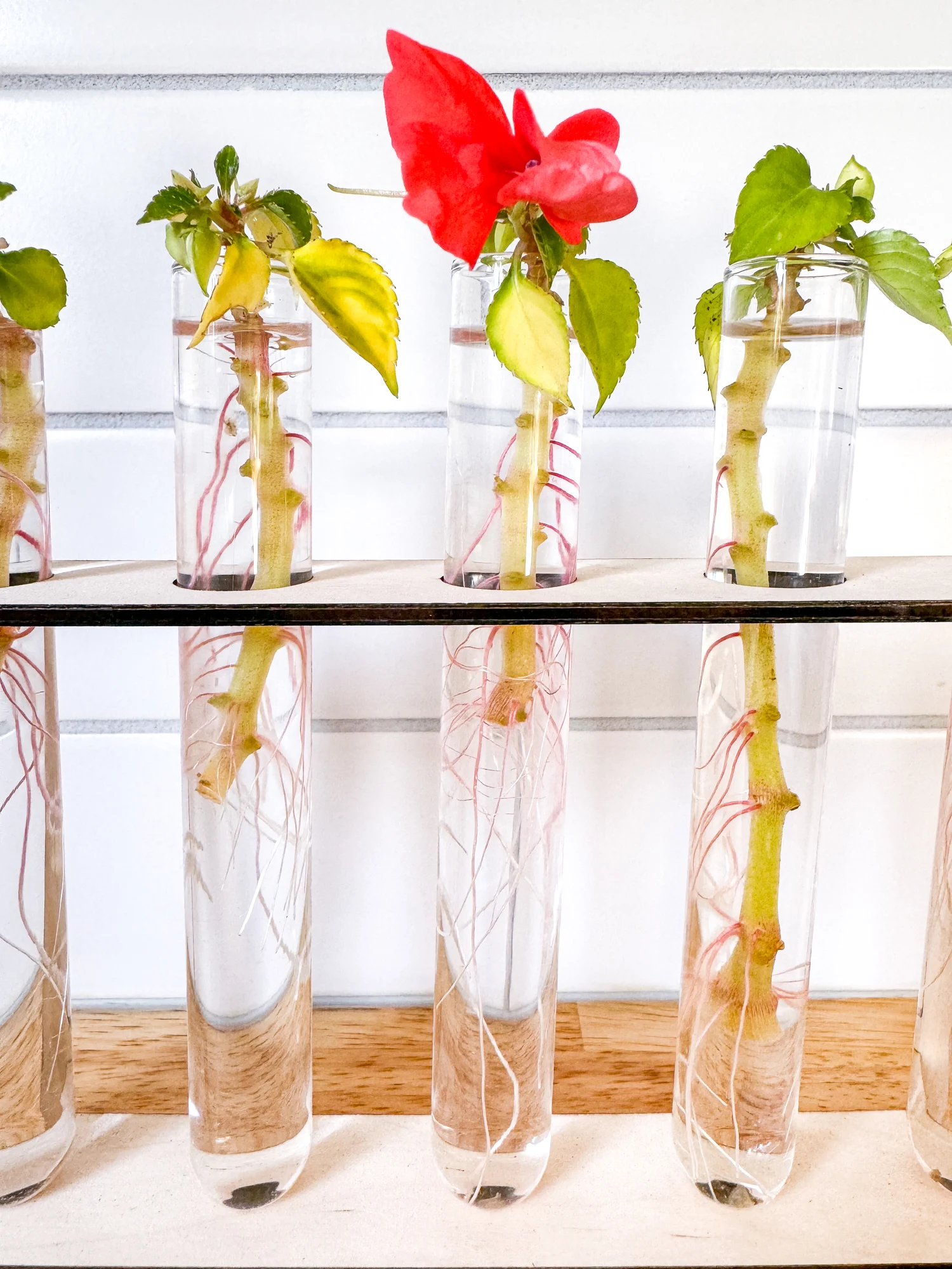 impatiens cuttings in water with healthy roots