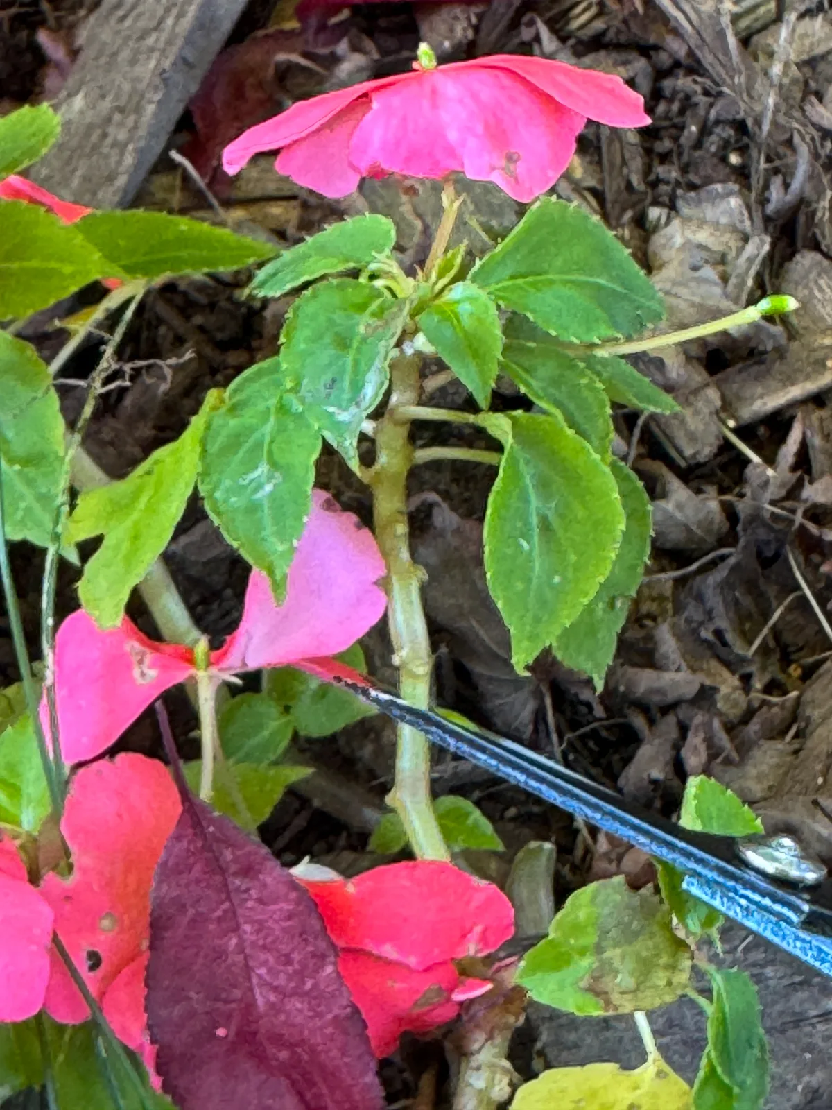 cutting an impatiens stem at an angle