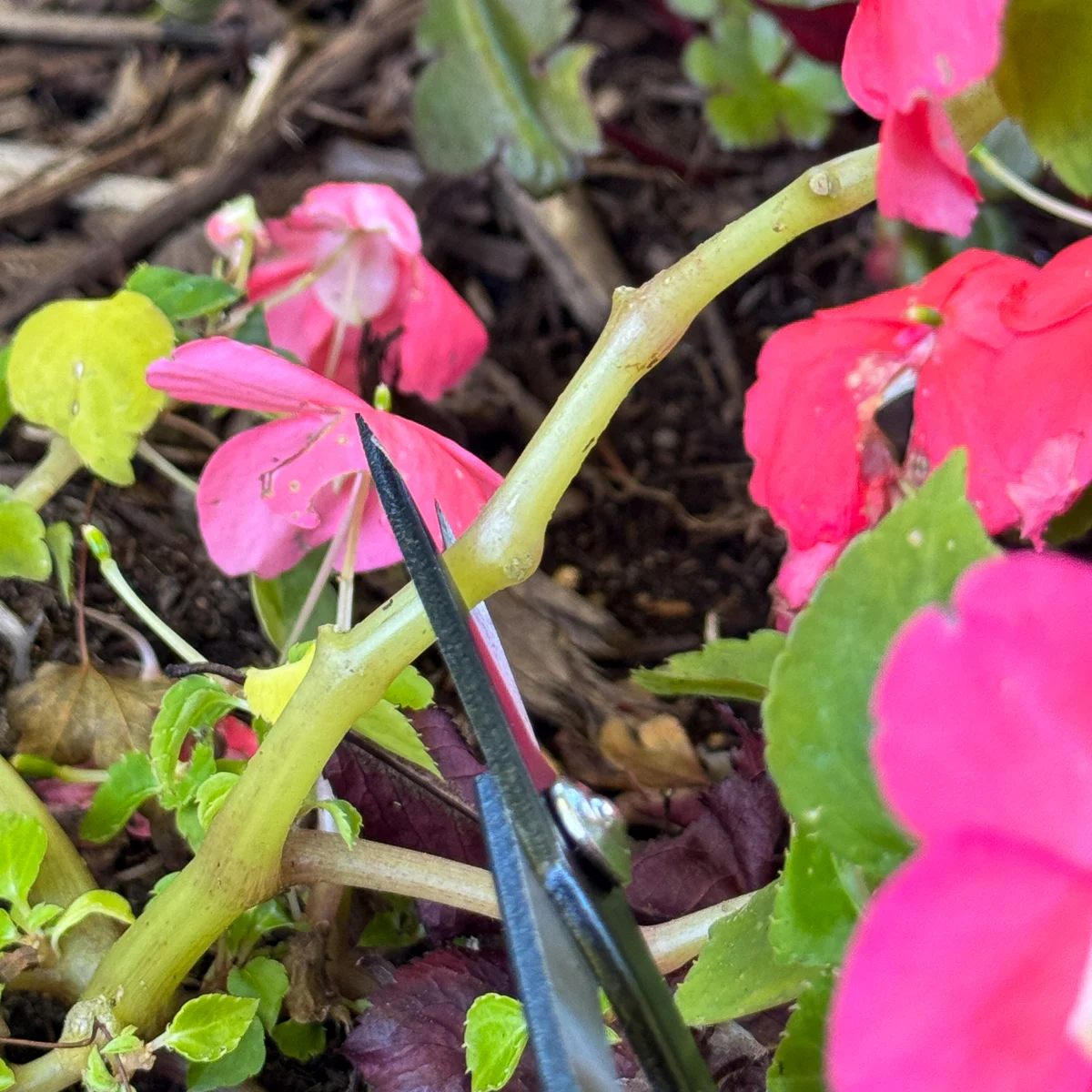 taking a cutting from an impatiens plant
