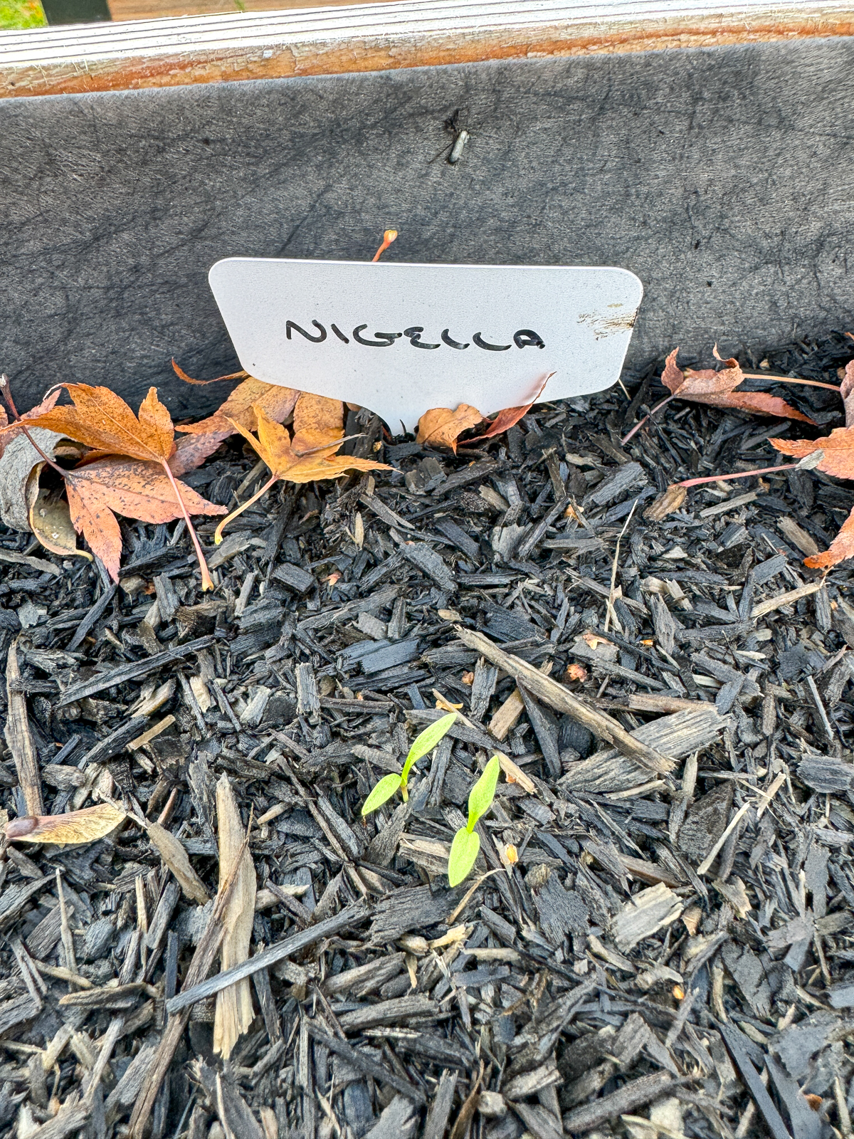 Nigella seedlings