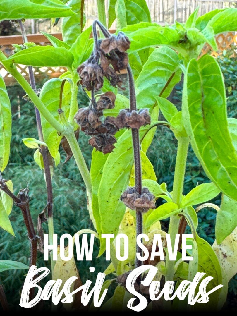 How to Collect and Save Basil Seeds