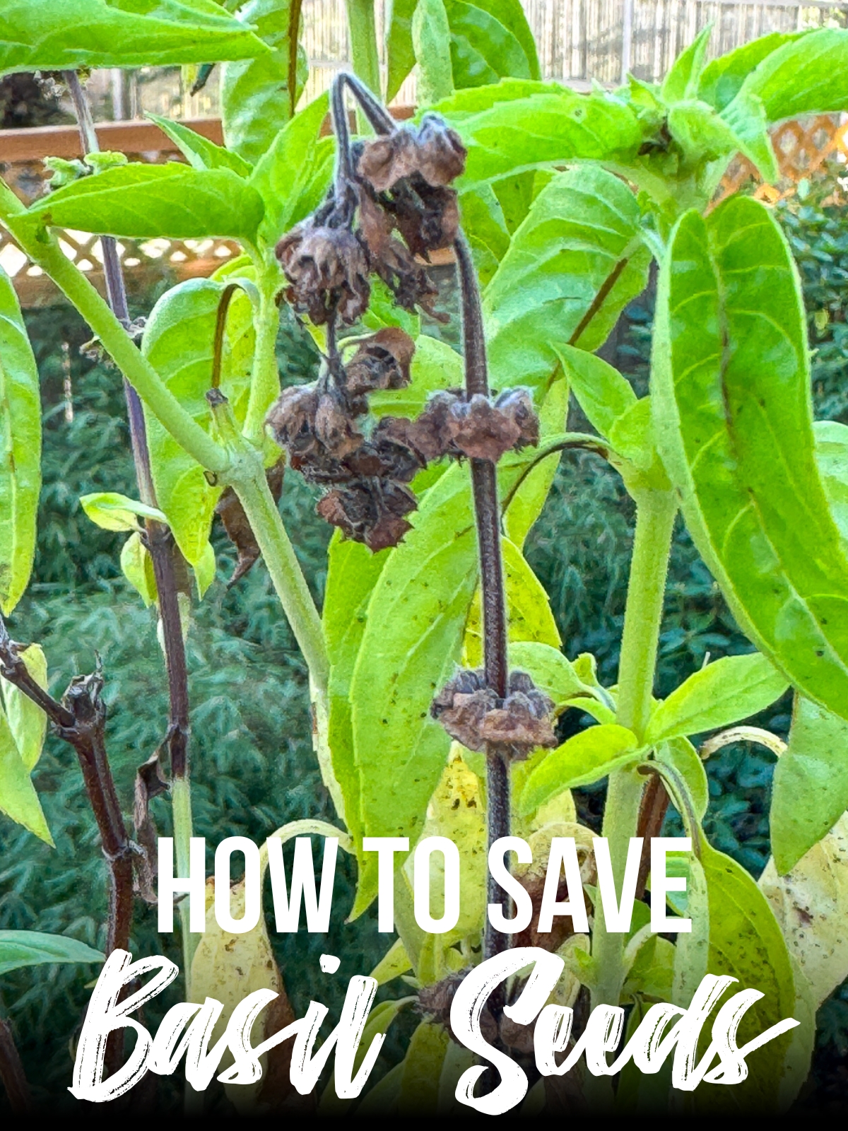 how to save basil seeds